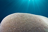 Sunlight streaming over brain coral