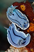 Pair of courting nudibranchs