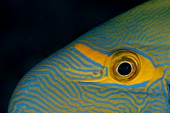 Head pattern of eyestripe surgeonfish
