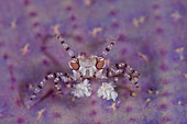 Boxer crab with anemones