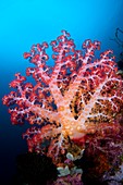 Tree coral in Indonesia
