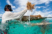 Seaweed farming in Indonesia