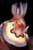 Nudibranch (Chromodoris coi)
