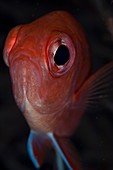 Portrait of a soldierfish