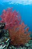 Large red sea fan in Indonesia