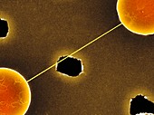 DNA bundle on silicon nanopillars,SEM