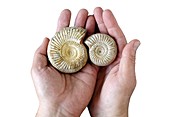 Ammonite fossils