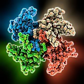 Mitochondrial RNA-binding proteins