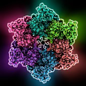 RuvBL1 helicase enzyme