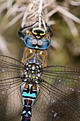 Migrant hawker dragonfly
