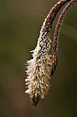 Pendulous sedge (Carex pendula) flowers