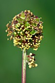 Salad burnet (Sanguisorba minor) flowers