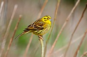 Yellowhammer perched on a plant