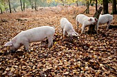 Domestic pigs foraging