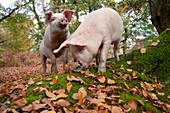 Domestic pigs foraging