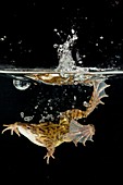 Common frog landing in water
