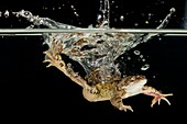 Common frog landing in water