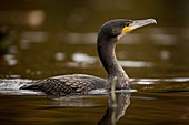 Great cormorant in a lake