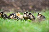 Mallard ducklings