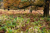 Woodland in autumn
