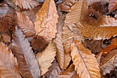 Sweet chestnut leaves and fruit