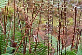 Hard ferns (Blechnum spicant)