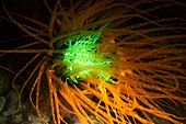 Cerianthus anemone,fluorescing