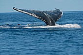 Swimming with whales,Reunion Island