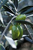 Green olives (Olea europaea) on a tree