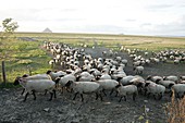 Sheep farm,France