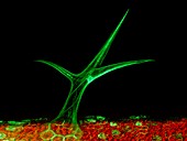 Plant trichome,fluorescent micrograph