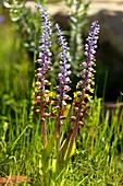 Lachenalia mutabilis