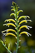 Cobra Lily (Chasmanthe floribunda)