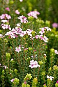 Dune Buchu (Acmadenia obtusata)