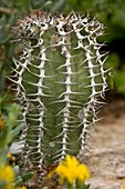 Euphorbia virosa