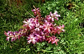 Lachenalia unicolor