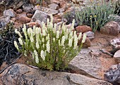 Bitter Bush (Selago glutinosa)