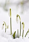 Snowdrops (Galanthus nivalis)