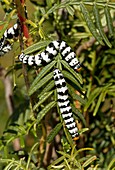 Roseate emperor moth caterpillars