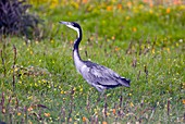 Black-headed heron