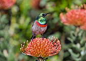 Double-collared sunbird