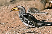 Southern yellow-billed hornbill