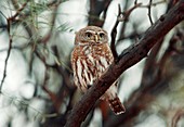 Pearl-spotted owlet in a tree