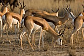 Springbok grazing