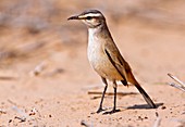 Kalahari scrub robin