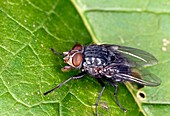 Bluebottle on a leaf