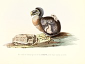 Dodo,1848 artwork