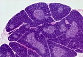 Thymus gland,light micrograph