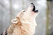 Gray wolf howling