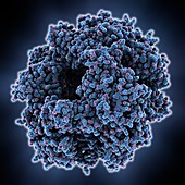 Viral RNA-binding protein molecule